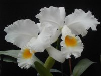 La casa de las orquídeas