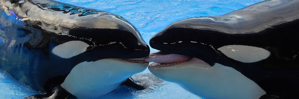 Las orcas están haciendo de las suyas en el estrecho de Gibraltar
