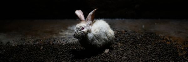 Únete a AnimaNaturalis en la lucha por el bienestar de los conejos y todos los animales