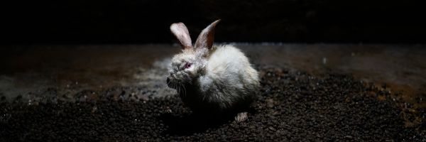 Ãšnete a AnimaNaturalis en la lucha por el bienestar de los conejos y todos los animales