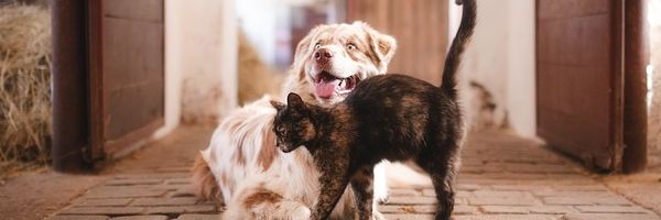 Salud y nutrición para tu mascota: cómo mantenerla en su mejor estado
